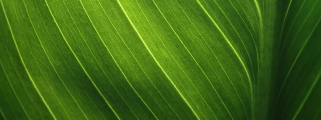 Carbon neutrality and assessing your carbon footprint.