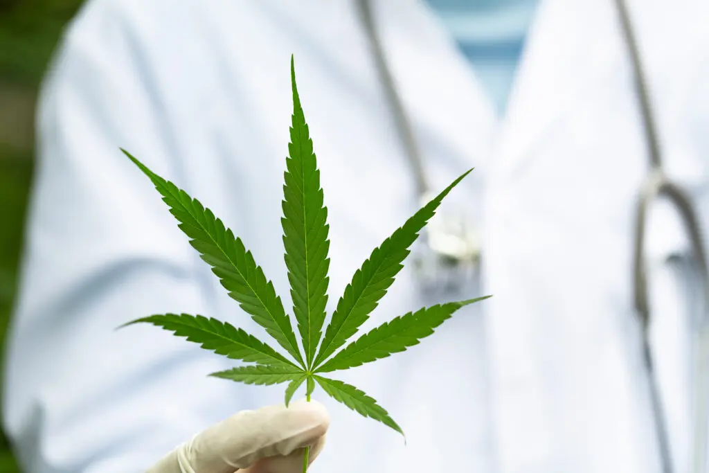 Why investors are seeking the highs of cannabis investments.